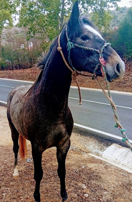 Poldra cruzada  português