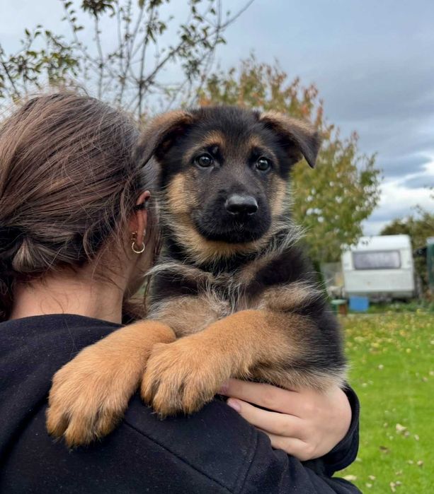 Szczeniak Owczarek Niemiecki Krótkowłosy Piesek FCI