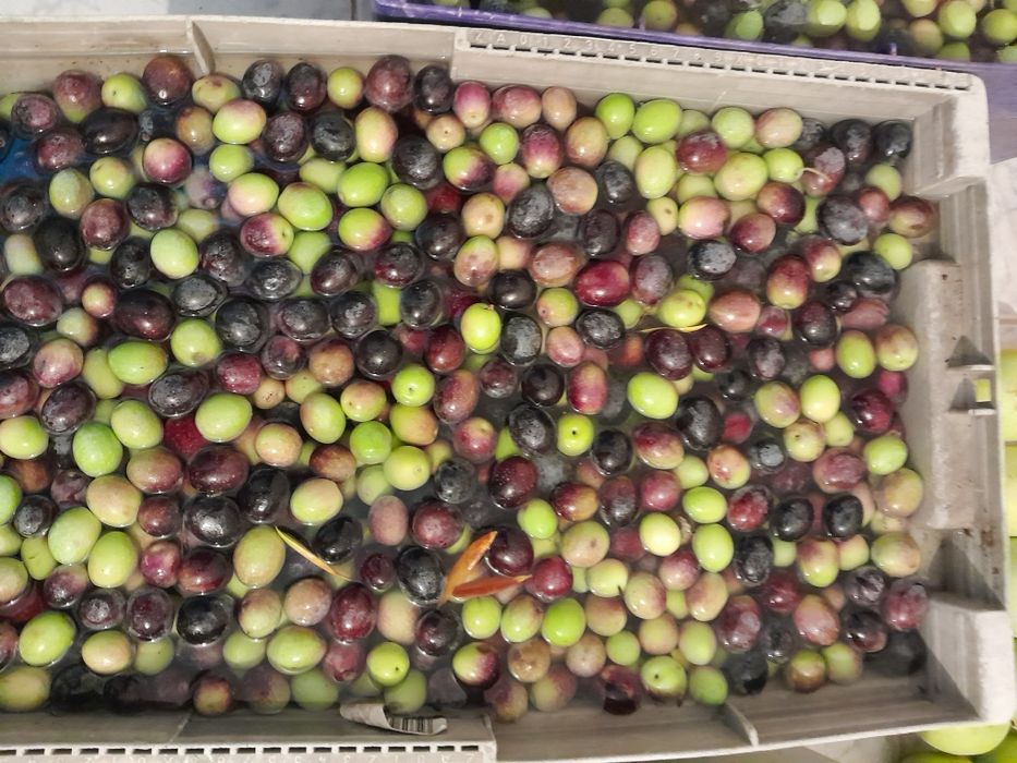 Azeitona  Redondil para curtir