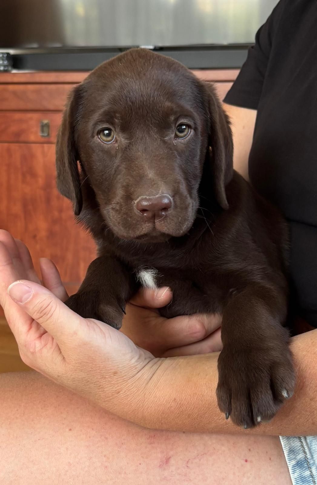 Labrador retriever