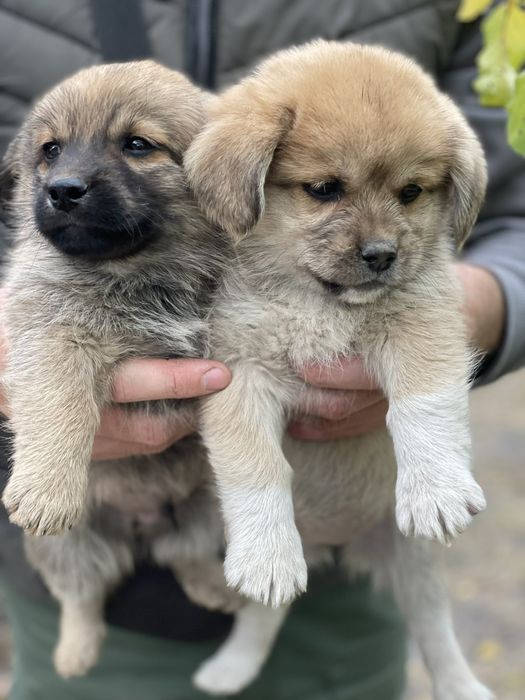 Віддам цуценят в хороші руки