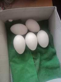 Sprzedam jaja lęgowe gęsi białej kolkudzkie