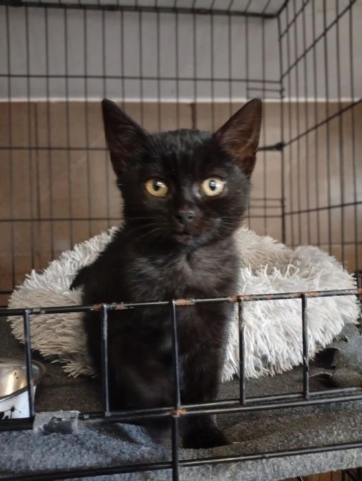 Piękna czarna 3,5 mies. kotka do adopcji.