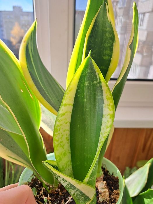 Оксаліс red sunset церопегія сільвер глорі аглаонема вайт