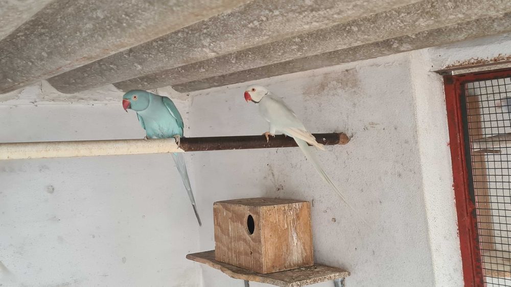 Casal de Ring Neck reprodutor