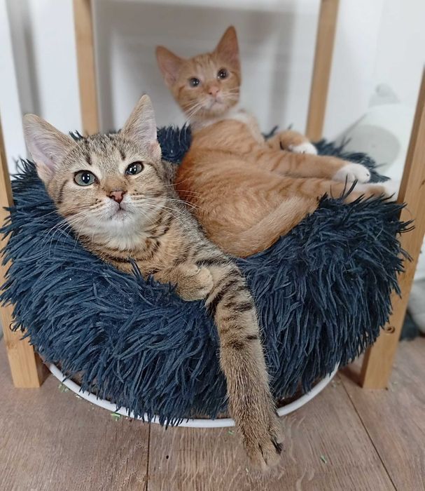 Kotki przytulaski do adopcji