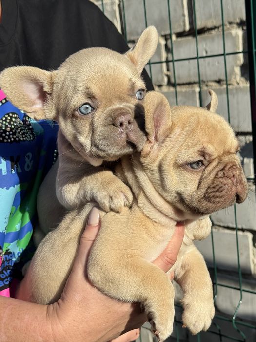 Французкие бульдоги