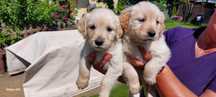 Piesek  golden retriever