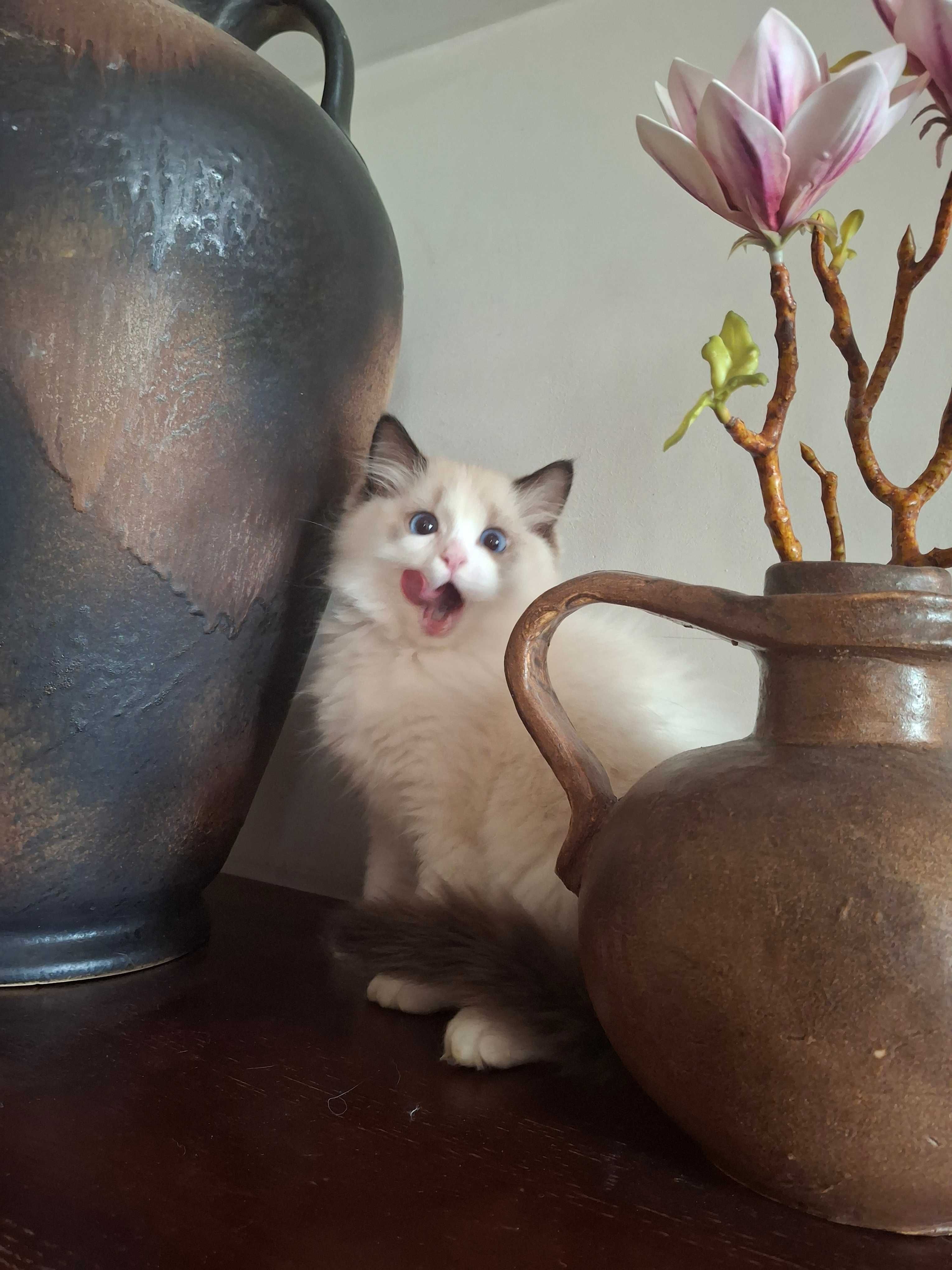 Kocięta rasy ragdoll  REZERWACJA kotka / kot