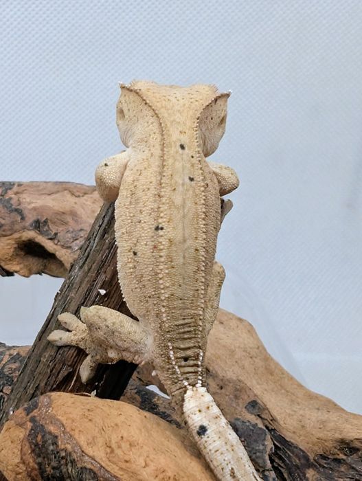 Gekon orzęsiony nsex