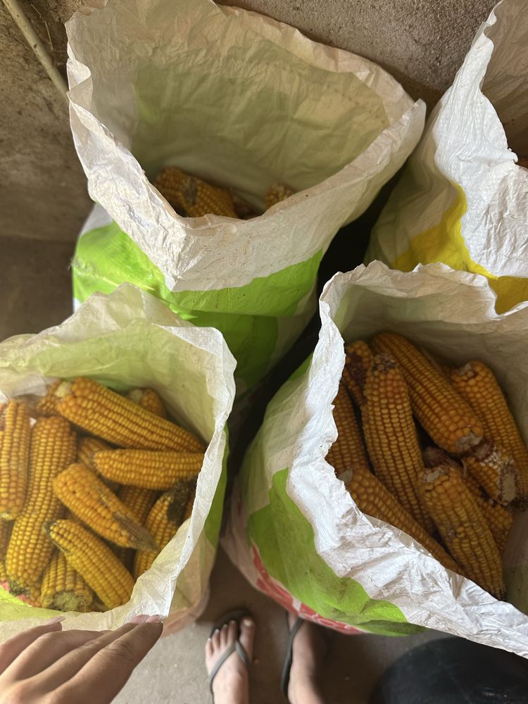 Pintos, galinhas, poedeiras , ovos, milho