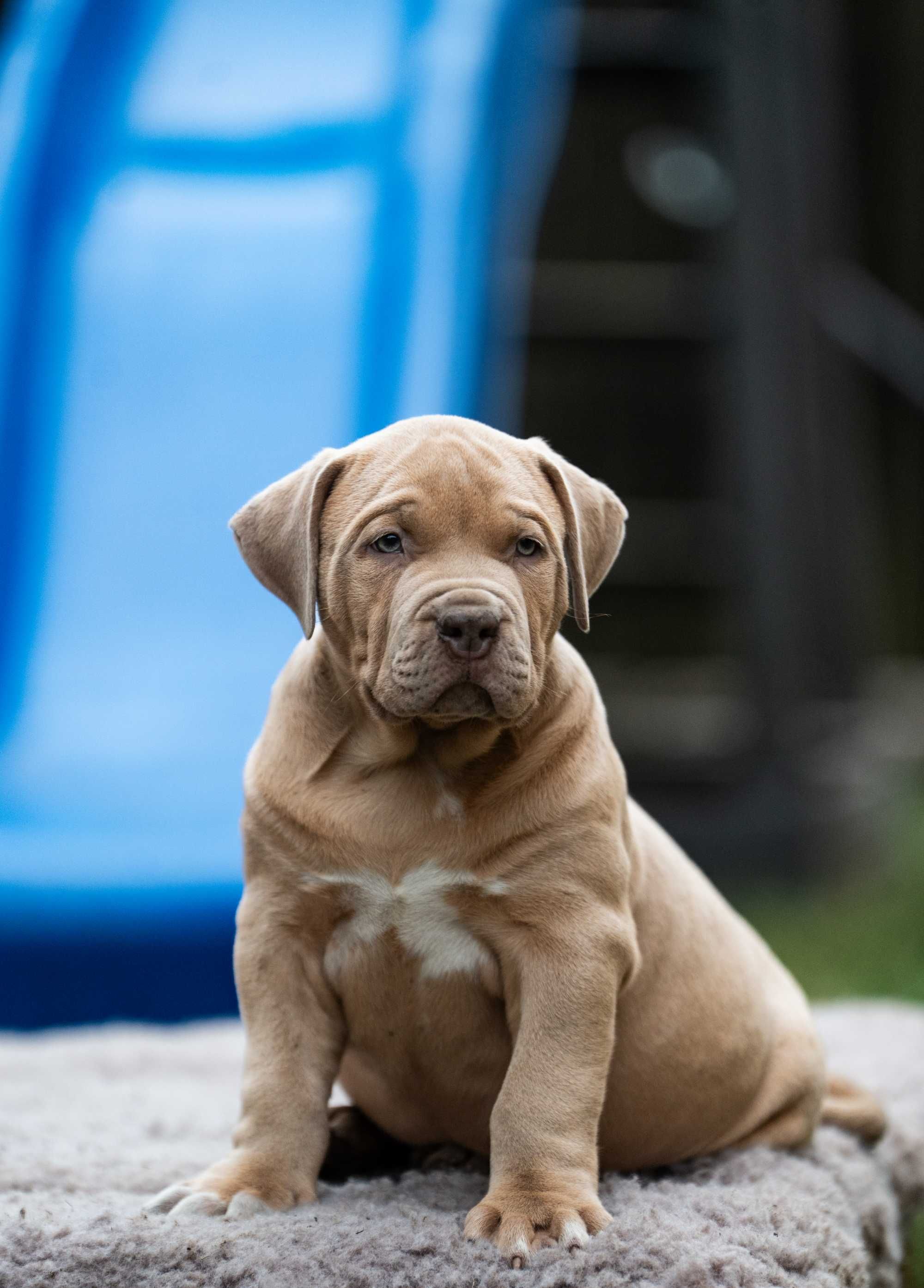 Mocny Samiec Fawn 8 tygodni Bullies Minds