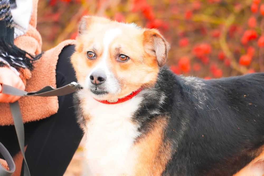 Salud jego urok i wdzięk mówi sam za siebie