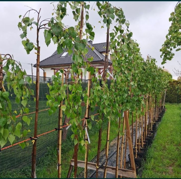 Sprzedam Drzewka ozdobne Okazja!