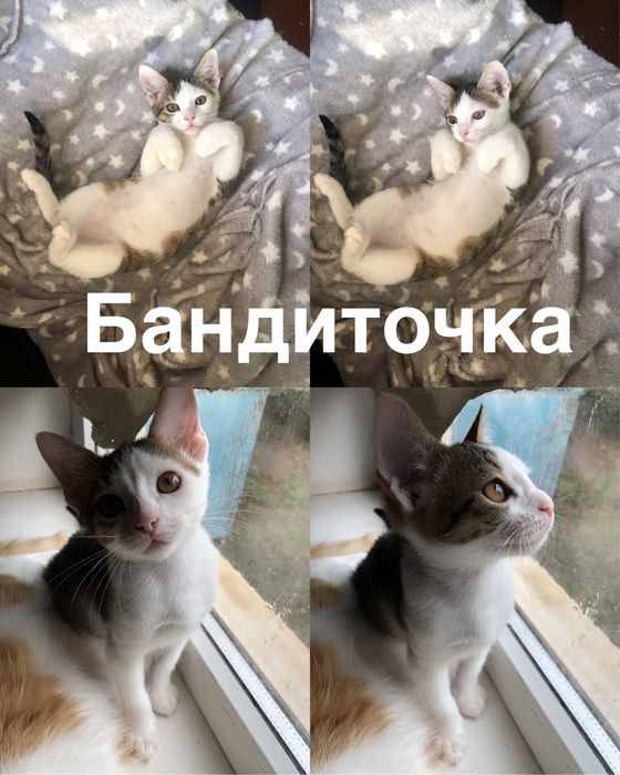 Самые красивые котята ищут семью подарите им семью
