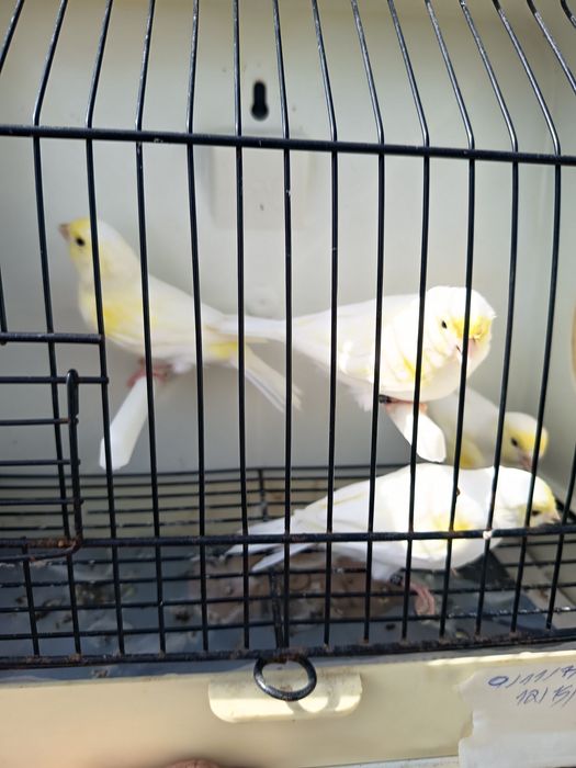 Canários mosaicos amarelos