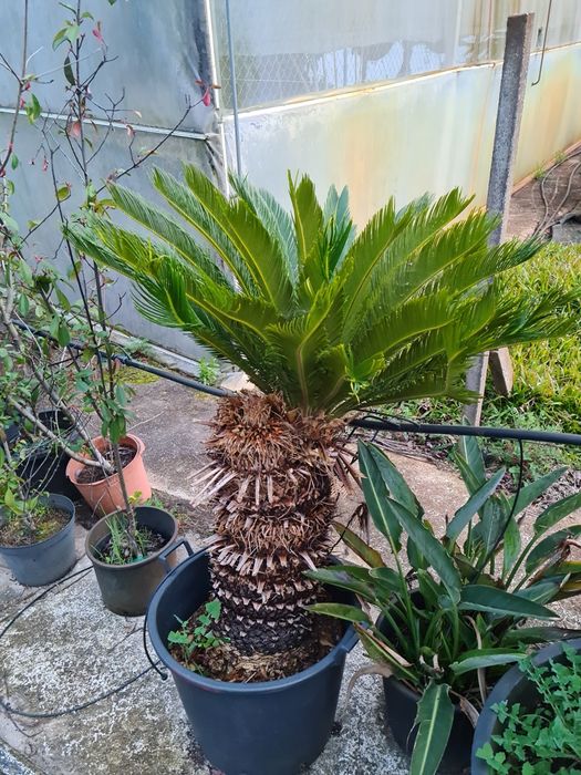 Cyca Revoluta em Selha