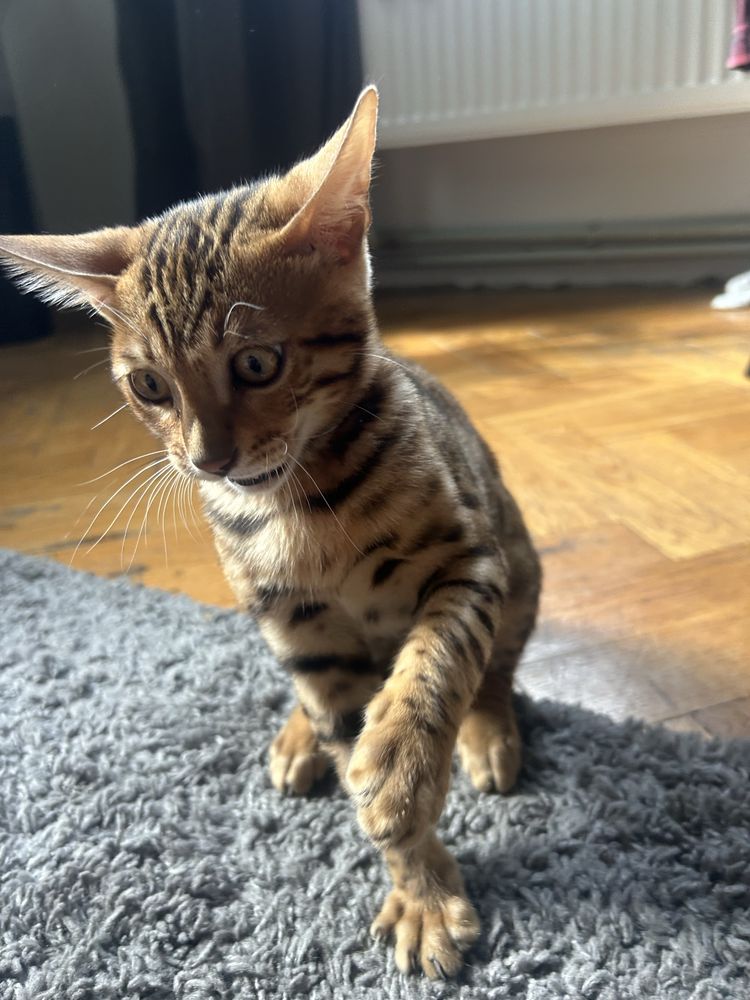 Бенгальский котик