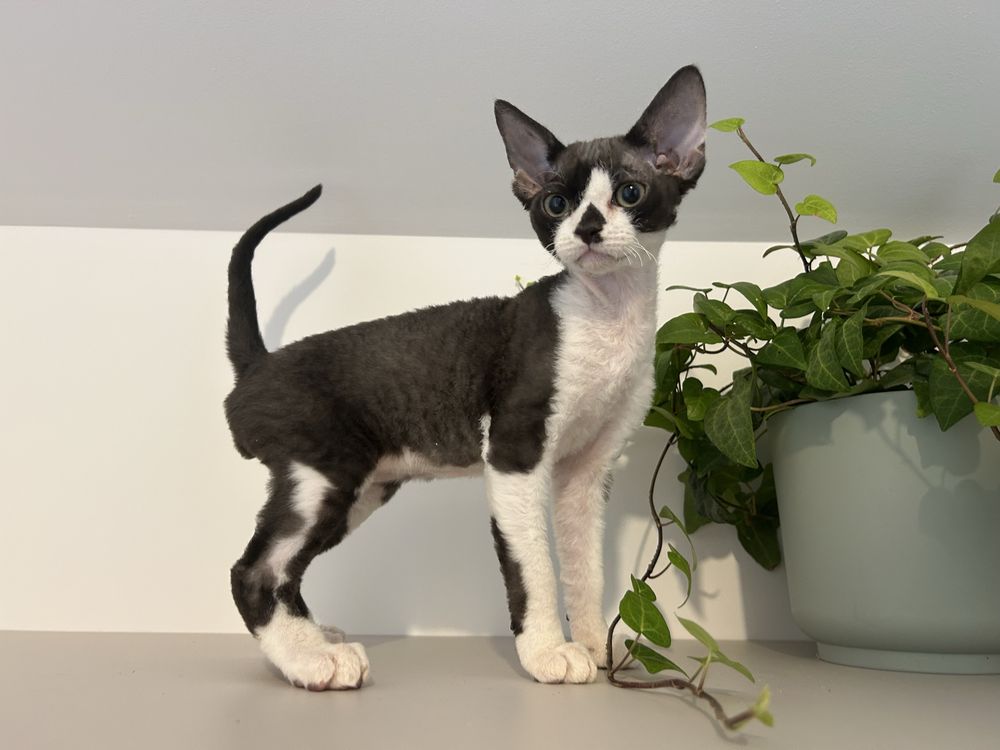Devon rex, piękny kocur FPL,FIFE