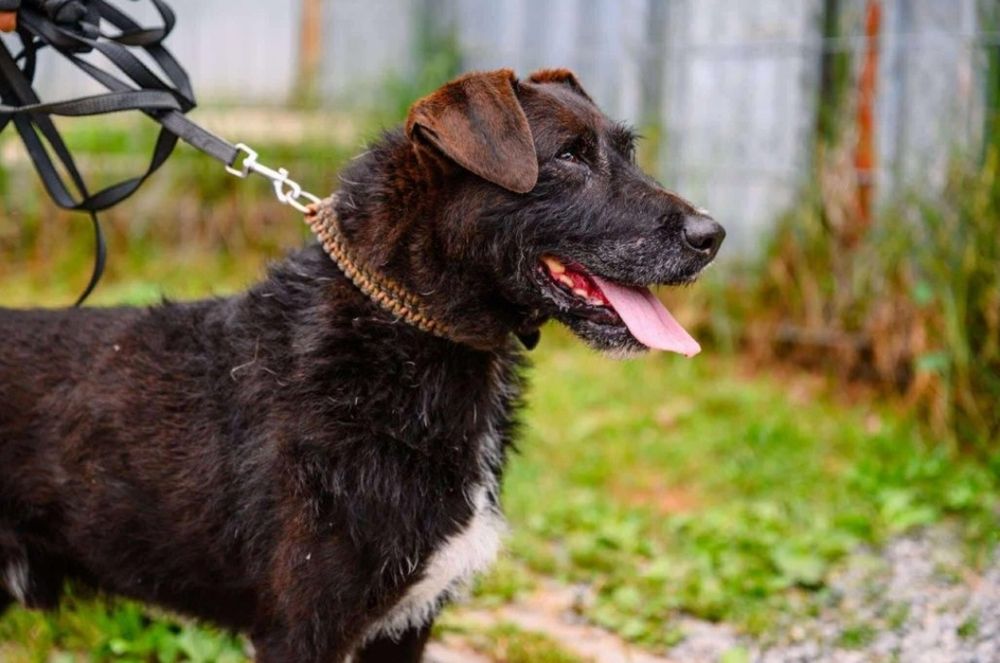 Słodki Baton prosi pięknie o dom ...