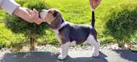 Beagle Wybitny pies !!!
