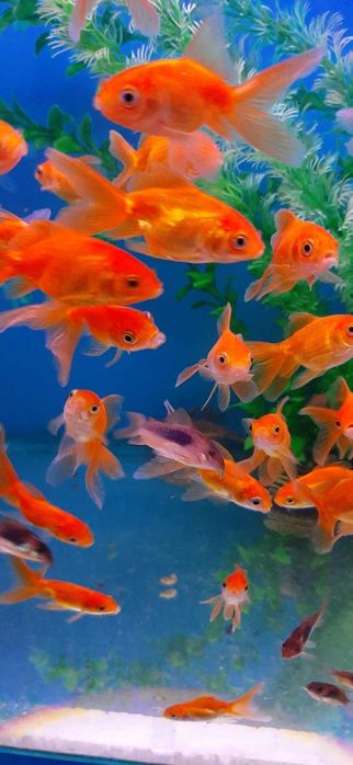 Акваріумна риба.