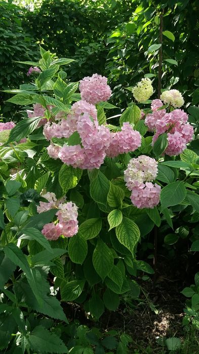 Гортензия  крупнолистная хамелеон в горшках