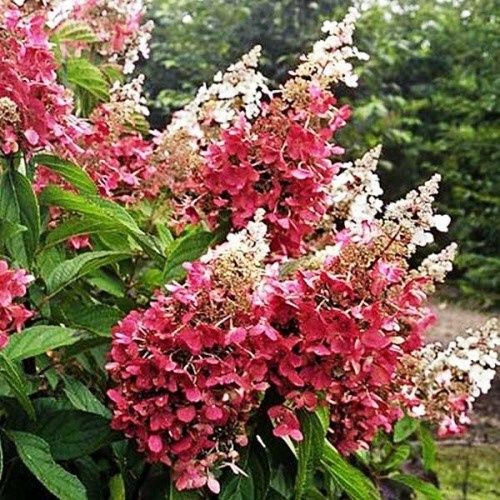 Гортензия-60грн.