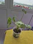 Alokazja macrorrhiza variegata splash