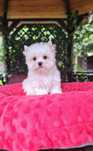 Śliczny mały piesek Yorkshire Terrier Golddust york  do odbioru