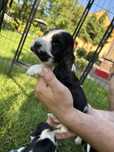 Piesek rasy cocker spaniel