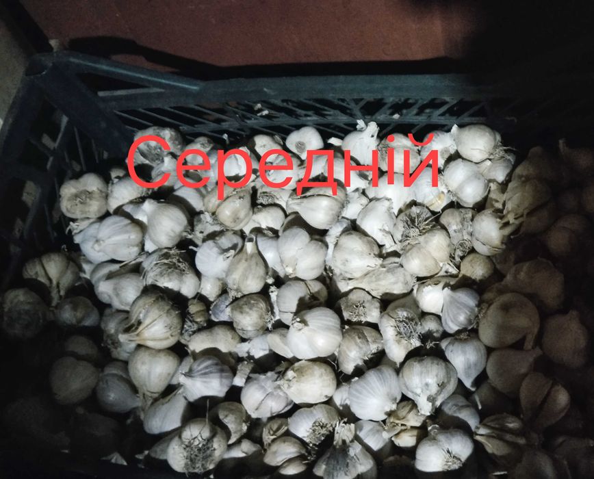 Продам домашній часник
