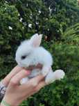 Króliczki mini lop+ miniaturka