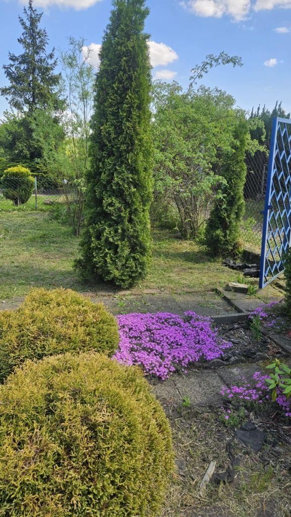 Ogródek dzialkowy 432m² ROD Powstaniec  Chorzów Stary