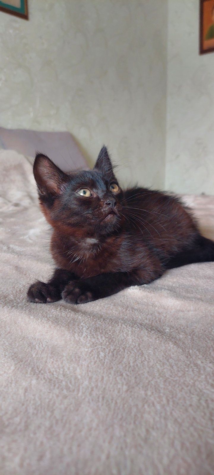 Котик Мурчик хлопчик