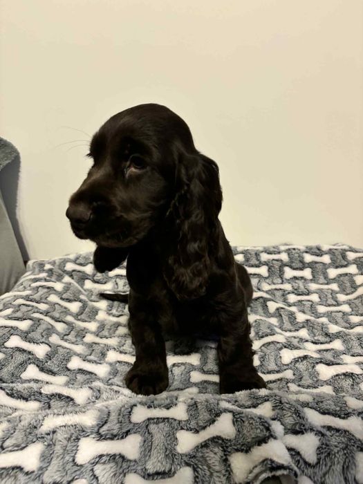 Suczka Cocker spaniel