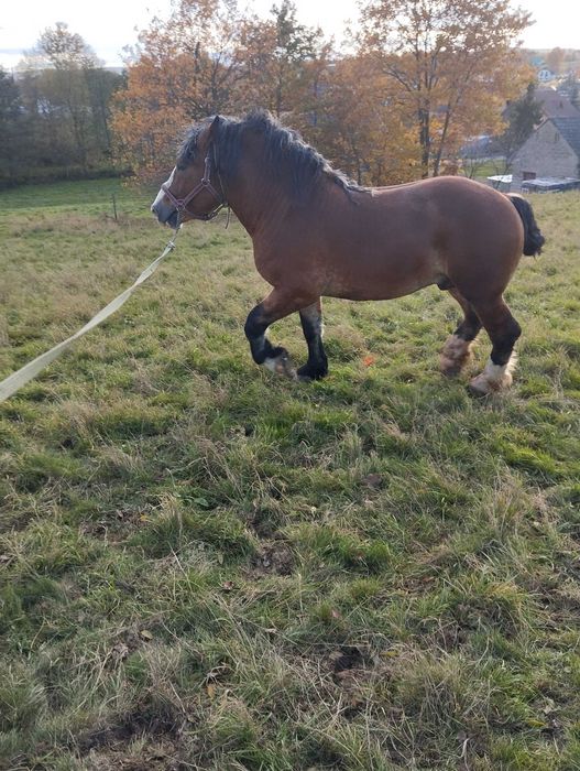 Sprzedam wałacha 3 lata