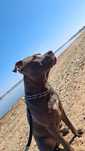 Pies Amstaff roczny do oddania w dobre ręce
