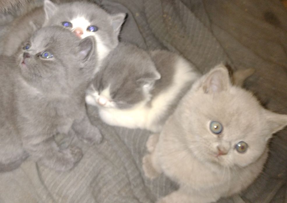 Kto brytyjski krótkowłosy