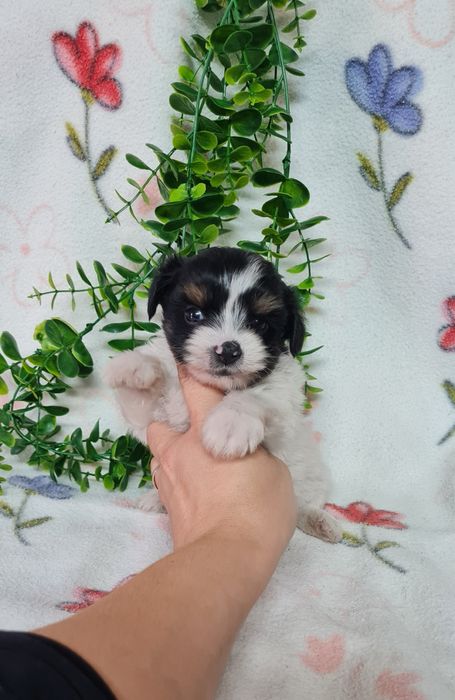 Yorkshire Beiwer mini de qualidade