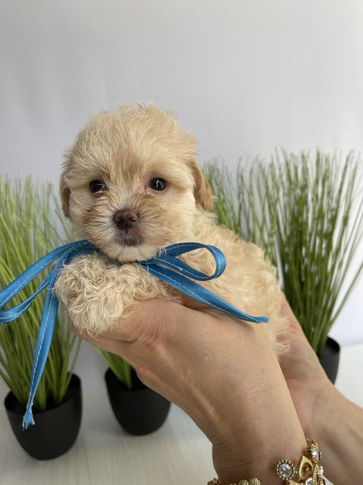 VIP Мальтипу F1 — Кожен з них  маленький шедевр