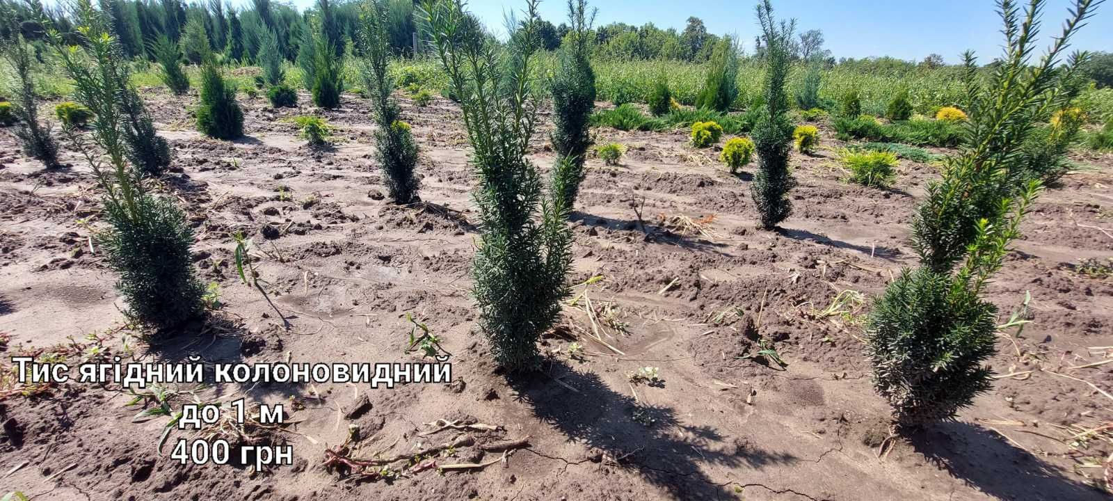 Декоративні рослини на любий смак