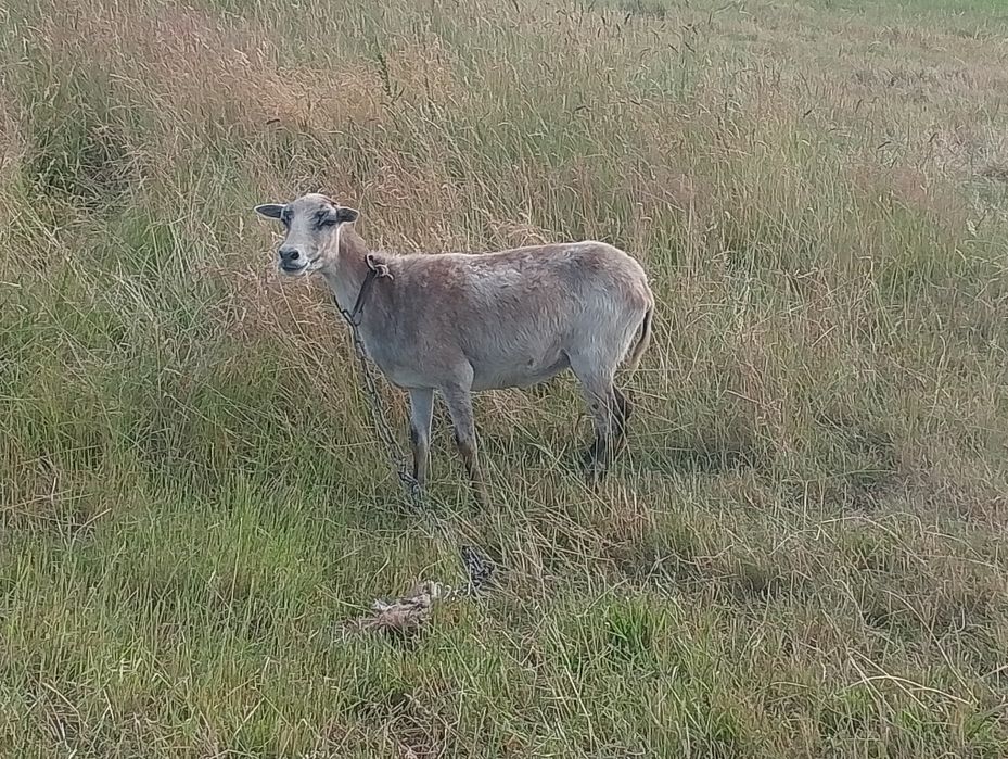 Sprzedam owce kameruńskie i wrzosówki