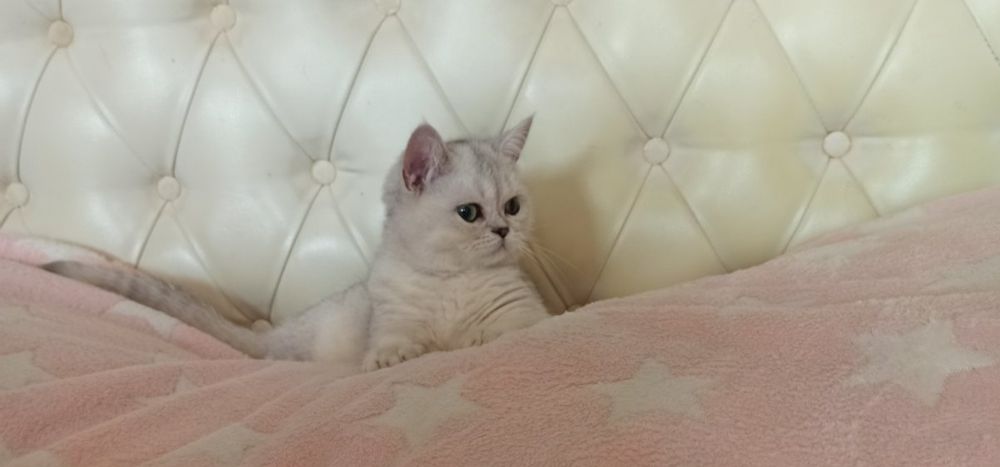 Кіт срібна шиншила