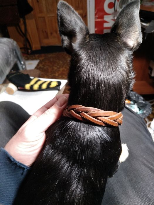 Ошейник для мелких пород собак