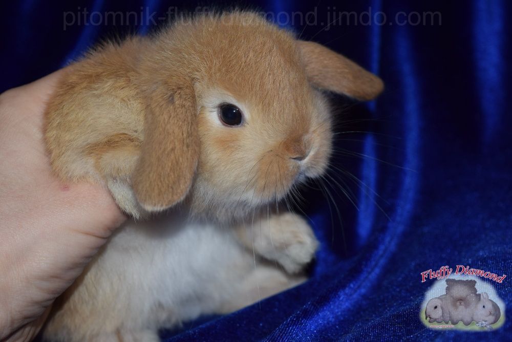 Кроленята з розплідника. Нідерландські висловухі кролики. Вакциновані.