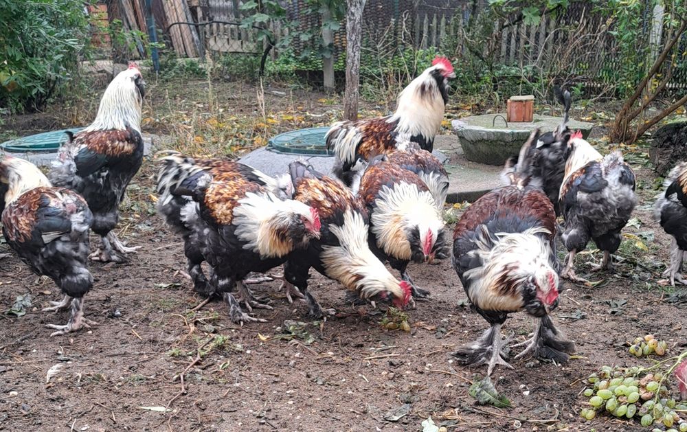 Півні породи Фавероль