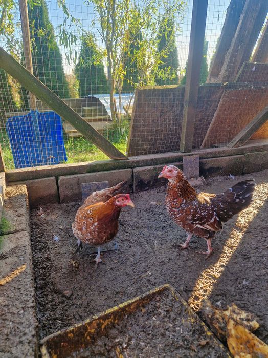 Kochin karzeł, olbrzym perliczka, liliput