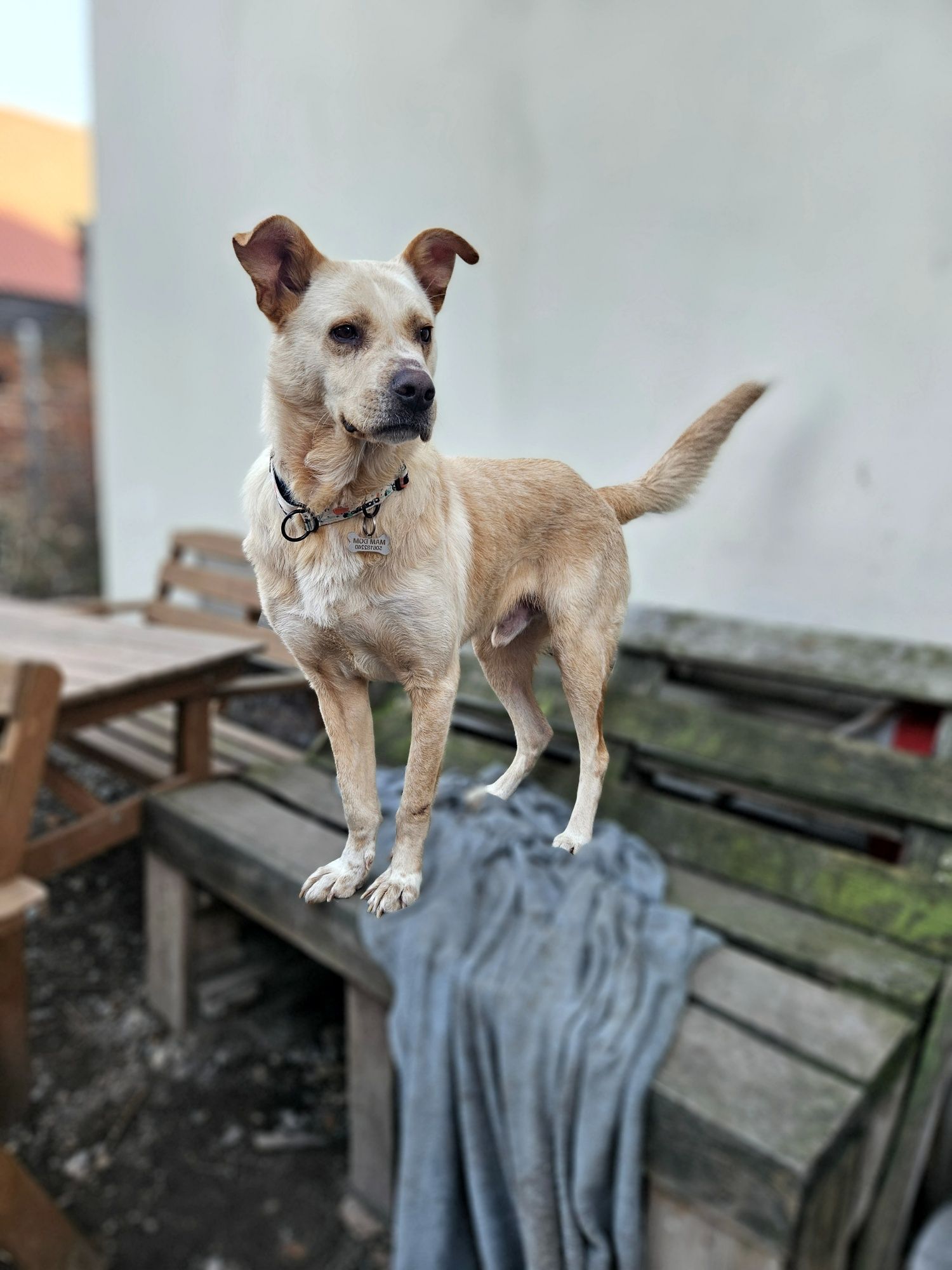 Brego z charakterem labradora szuka domu!