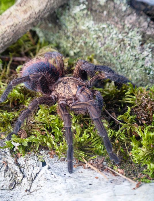 Ptasznik złocisty - Phormictopus auratus - Harfik złocisty